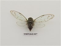 藏品(陽明山暮蟬)的圖片